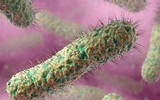[ẢNH] Những điều cần biết về Whitmore- Bệnh truyền nhiễm có nguy cơ gây tử vong