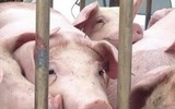 [ẢNH] Phương án chống chọi với dịch tả lợn Châu Phi ở một số nước trên thế giới