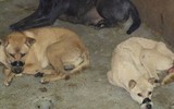 Cận cảnh căn hầm bí mật trong đường dây trộm 100 tấn chó ở Thanh Hóa