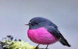 [ẢNH] Chiêm ngưỡng vẻ đẹp độc, lạ của một số loài chim trên thế giới
