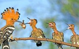 [ẢNH] Chiêm ngưỡng vẻ đẹp độc, lạ của một số loài chim trên thế giới