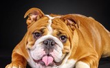 [ẢNH] Top 10 giống chó 