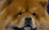 [ẢNH] Top 10 giống chó 