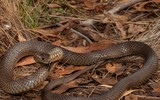 [ẢNH] Top 10 loài rắn cực độc, nguy hiểm nhất hành tinh