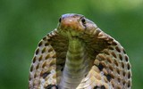 [ẢNH] Top 10 loài rắn cực độc, nguy hiểm nhất hành tinh