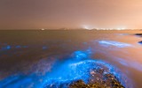 [ẢNH] Vẻ đẹp huyền diệu của những bãi biển tự phát sáng trong đêm