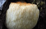 [ẢNH] Điểm danh những loại nấm 