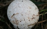 [ẢNH] Điểm danh những loại nấm 