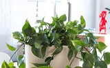 [ẢNH] 11 loại cây lọc không khí tốt nhất để nhà bạn luôn xanh sạch