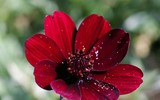 [ẢNH] Những loài hoa kỳ lạ nhất thế giới