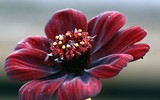 [ẢNH] Những loài hoa kỳ lạ nhất thế giới
