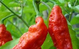 [ẢNH] Top 10 loại ớt siêu cay không phải ai cũng dám thử