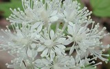 [ẢNH] Những loài hoa cực đẹp nhưng lại mang 