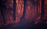 [ẢNH] Hãi hùng cảnh cháy rừng dữ dội 