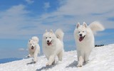 [ẢNH] Top 12 giống chó đẹp nhất trên thế giới