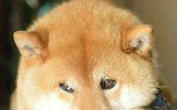 [ẢNH] Top 12 giống chó đẹp nhất trên thế giới