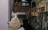 [ẢNH] Những quán cà phê thú cưng hút khách trên thế giới