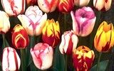 [ẢNH] Điểm tên 9 loài hoa đắt đỏ bậc nhất hành tinh