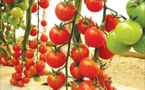 [ẢNH] Những lợi ích tuyệt vời của cà chua đối với sức khỏe