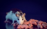 [ẢNH] Xuân Canh Tý: Những điều thú vị ít ai biết về loài chuột