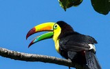 [ẢNH] Chiêm ngưỡng 8 loài chim đẹp nhất hành tinh