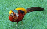 [ẢNH] Chiêm ngưỡng 8 loài chim đẹp nhất hành tinh