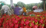 [ẢNH] Các mặt hàng nông sản trái cây Việt 