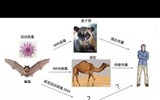 [ẢNH] Những loài động vật là ổ chứa tự nhiên của nhiều virus 