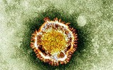 [ẢNH] Những phát hiện khoa học quan trọng của các nước về virus corona