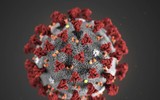 [ẢNH] Những phát hiện khoa học quan trọng của các nước về virus corona