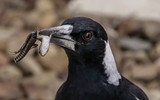 [ẢNH] Cận cảnh những loài chim nguy hiểm nhất thế giới