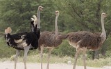 [ẢNH] Cận cảnh những loài chim nguy hiểm nhất thế giới