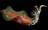 [ẢNH] Vẻ đẹp đến mê mẩn của một số loài sinh vật biển