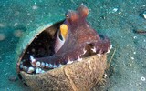 [ẢNH] Vẻ đẹp đến mê mẩn của một số loài sinh vật biển