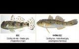 [ẢNH] Cảnh giác với 5 loại hải sản có lượng độc tố cao gây chết người