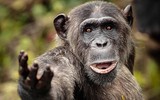 [ẢNH] Top 8 loài động vật sở hữu trí thông minh 