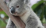 [ẢNH] Top 8 loài động vật sở hữu ngoại hình đáng yêu trên thế giới