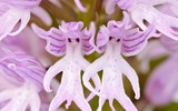 [ẢNH] Chiêm ngưỡng 6 loài thực vật sở hữu vẻ ngoài giống bộ phận cơ thể người