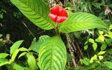 [ẢNH] Chiêm ngưỡng 6 loài thực vật sở hữu vẻ ngoài giống bộ phận cơ thể người