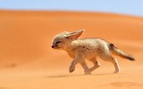 [ẢNH] Những loài động vật nhỏ nhưng thích nghi cực tốt với sa mạc khắc nghiệt
