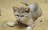 [ẢNH] Những loài động vật nhỏ nhưng thích nghi cực tốt với sa mạc khắc nghiệt