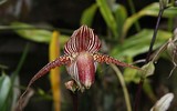 [ẢNH] Top 7 loài hoa lan sở hữu vẻ đẹp độc đáo bậc nhất hành tinh