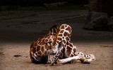 [ẢNH] Top 5 loài động vật có thói quen ngủ kì lạ nhất hành tinh