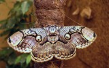 [ẢNH] Vẻ đẹp kỳ diệu trên đôi cánh của một số loài bướm