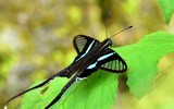 [ẢNH] Vẻ đẹp kỳ diệu trên đôi cánh của một số loài bướm