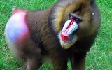 [ẢNH] Những loài động vật sở hữu chiếc mũi đáng kinh ngạc