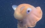 [ẢNH] Những loài bạch tuộc kỳ lạ dưới đáy đại dương