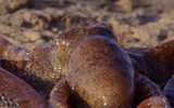 [ẢNH] Những loài bạch tuộc kỳ lạ dưới đáy đại dương