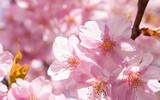 [ẢNH] Khám phá 5 loài hoa tuyệt đẹp thường dùng để chế biến thành nhiều món ngon