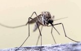 [ẢNH] Những sự thật ít người biết về loài muỗi - 